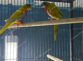 Turquoise parrots Glasgow