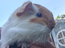 Sheltie boar