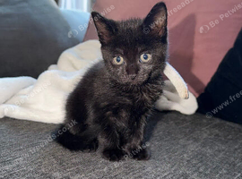 Lovely Black Male Kitten