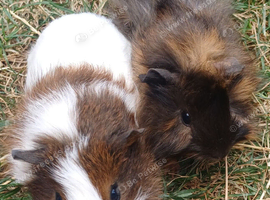 2 baby brother guinea pigs