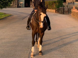 Horse for loan