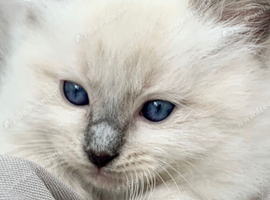 Ragdoll Kittens READY next week