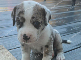 Border collie cane corso hybrid pups