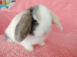 Selection of mini lop babies available