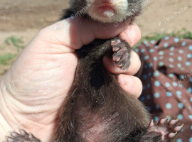 Full angora jill ferret