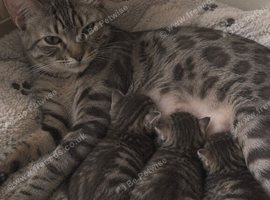 Bengal Maine coon mix kitten!