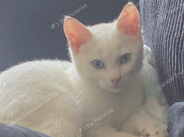 White kitten blue eyes
