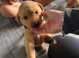 Red Fox Labradors for sale