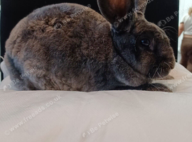 Beautiful blue mini rex doe