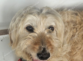 Stunning Goldendoodle bitch three years old