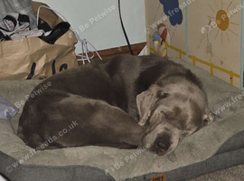 Blue labrador dog