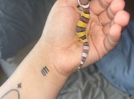 Baby leopard gecko ready to leave in around 7/8 weeks!!