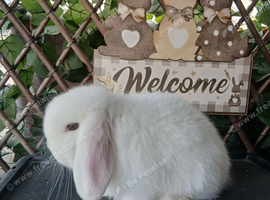 Beautiful purebred mini lop babies