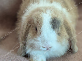 Mini lop