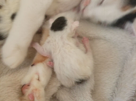 Beautiful newborn kittens ready in several weeks