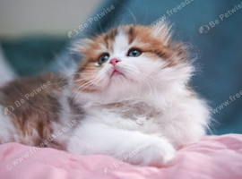 Scottish fold longhair boys