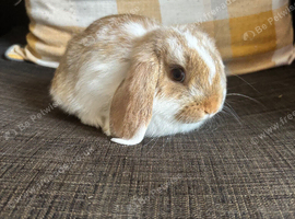 1 beautiful female mini lop ready to reserve