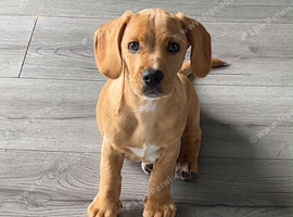 Dachshund puppy Lenny
