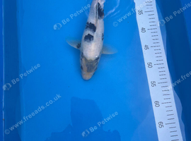 32cm Shiro Utsuri - Pond closure due to upcoming house move