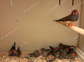 24 Zebra Finches