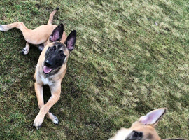 Belgian Malinois puppy&rsquo;s looking for forever homes
