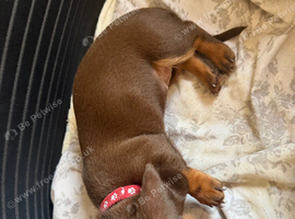 Last Remaining Chocolate Miniature Dachshund Puppy