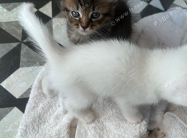 Black tabby