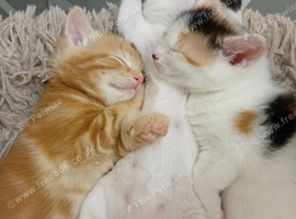 Kitten for sale
