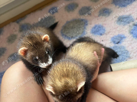 Heartbreaking rehoming