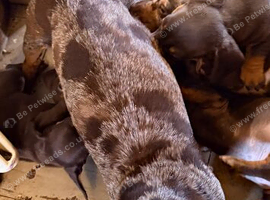 Stunning chiweenie puppies.....