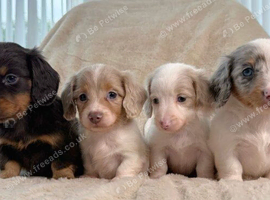 Outstanding Miniature Dachshund Puppies  Home Raised & Ready to Reserve