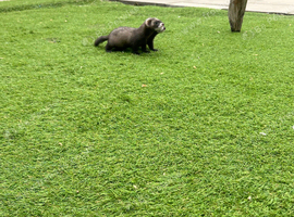 Male ferret 8 weeks ready to go now