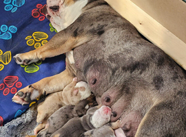 Old english bulldogs