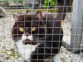 URGENT REHOME GCCF STUD SALE :  TO OFFER