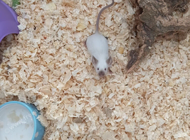 3 x fancy Siamese mice 8 wks old and cage  all females