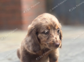 Miniature long coat Dachshund puppies