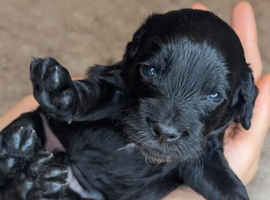 Adorable Cockapoo  - Black,white & Tan