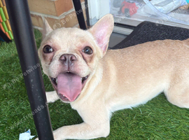 Female French bulldog