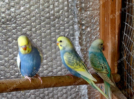 Beautiful Young Budgies For Sale bradford &ndash; Possible Rainbow Mutations! in Bradford