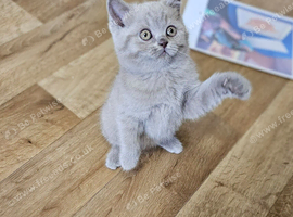 British shorthair kittens