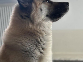 Huskita male ready to stud