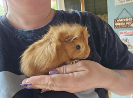 Baby girl guinea pigs