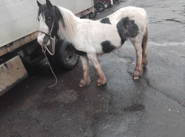 2 year old gelding