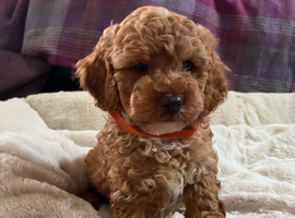 Stunning Cavapoochon puppies