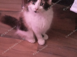 2 x kittens