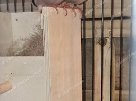 Pair of hex finches for sale