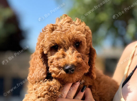 Cavapoo F1b