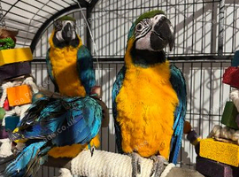 Blue and gold macaw baby's ready soon!!!