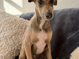 READY TO LEAVE. Stunning Lurcher puppies!! Dogs only!!