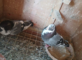 POUTER PIGEONS